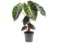 Elefantenfuss gerader Stamm Nolina recurvata Topf  17 cm