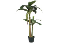 monstera tauerii Monstera tauerii  Green Folk Botany Shop