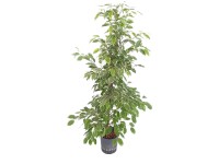 Hydropflanze Kentia-Palme Howea forsteriana Topf  18 cm / Hhe 120 cm