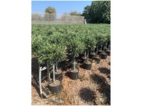 GROW by OBI Olivenbaum Olea europea Stamm Topf  40 cm