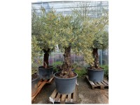 Olivenbaum Olea europaea Amphorenschale  20 cm
