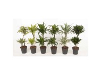 Elefantenfuss Beaucarnea recurvata gerade Topf  27 cm / Hhe 110 cm