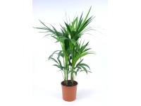 Elefantenfuss Stamm Topf- ca. 24 cm Beaucarnea
