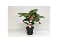 apple mint plant Apple Mint | Two Live Herb Plants