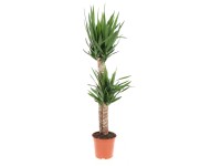 Goldfruchtpalme Dypsis lutescens Topf  ca. 12 cm
