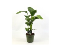 Paradiesvogelblume Strelitzia Reginae Topf  21 cm