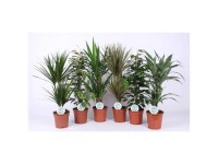 Elefantenfuss gerader Stamm Nolina recurvata Topf  17 cm