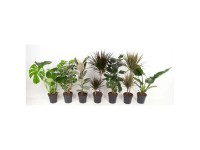 Bogenhanf Sansevieria cylindrica Topf- ca. 11 cm
