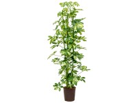 kirschlorbeer zimmerpflanze Kirschlorbeer (160-180cm) 'Rotundifolia' im Topf main image 1