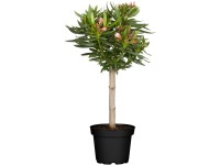 rhododendrons for sale Southgate Brandi Rhododendron main image 0