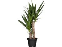 Goldfruchtpalme Areca Dypsis lutescens Topf  24 cm / Hhe 120 -130 cm