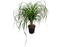 Glckskastanie geflochtener Stamm Pachira aquatica Topf  27 cm