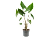 firma kaktus Cactus Opuntia | 120cm | Online kaufen main image 0