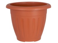 Feey Silbrige Efeutute Scindapsus pictus Trebie Hhe 10 - 20 cm