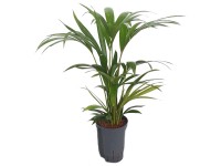 Hydropflanze Fensterblatt am Moosstab Monstera Topf  22 cm / Hhe 120 cm