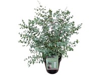 Japanische Stechpalme Jenny Ilex crenata Topf  17 cm / Hhe 45 cm
