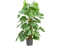 monstera wann umtopfen Monstera Erde 10 L main image 0