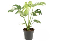 monstera deliciosa adansonii Monstera adansonii (Adanson's Swiss Cheese Plant) – Verdant Yakima main image 1