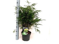 bambus sichtschutz garten 180 cm hoch Bambuszaun Giga - 180x180 cm