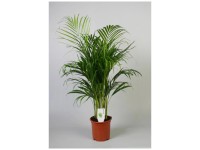 Goldfruchtpalme Areca Dypsis lutescens Topf  24 cm / Hhe 120 -130 cm