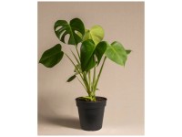 Feey Silbrige Efeutute Scindapsus pictus Trebie Hhe 10 - 20 cm
