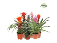 Bromelia Mini Bromelia verschiedene Farben Topf  5,5 cm / 1 Stk.