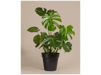 Feey Monstera deliciosa XL Hhe 100 cm