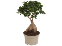 Elefantenfuss gerader Stamm Nolina recurvata Topf  17 cm