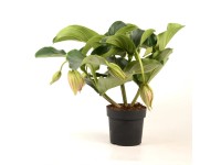 Paradiesvogelblume mit Dekoblte Strelitzia reginae Topf  ca. 13 cm