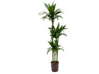 gehkelte monstera Handgefertigter gehkelter Bambus der Monstera deliciosa  sattgrne  Zweige, naturgetreues Laub