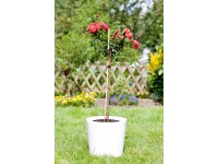 blumenksten aussen verboten Blumenkasten Corten  Industriestil