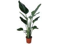 Glckskastanie geflochtener Stamm Pachira aquatica Topf  31 cm