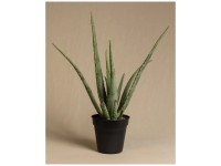 Feey Glcksfeder Zamioculcas zamiifolia Hhe 40 - 60 cm