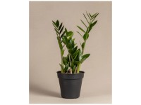 knstliche areca palme Knstliche Areca-Palme 180 cm | Groe Kunstpalme