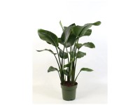 alocasia zebrina wild Alocasia Zebrina | Buy Exotic Plant