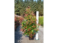 Rote Glanzmispel Red Robin Photinia Topf  10 cm / Hhe 80 - 100 cm