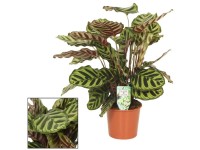 Fensterblatt Monstera deliciosa Topf  21 cm / Hhe ca. 80 - 90 cm