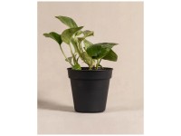 Feey Silbrige Efeutute Scindapsus pictus Trebie Hhe 10 - 20 cm