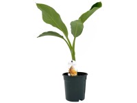 Elefantenfuss gerader Stamm Nolina recurvata Topf  17 cm