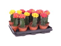Paradiesvogelblume Strelitzia nicolai Topf  24 cm / Hhe 100 cm