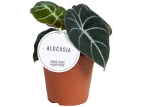 Glcksfeder Zamioculcas zamiifolia Topf  27 cm