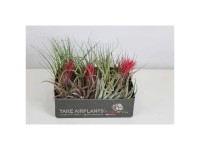 pflanzen farn Farn Set Mittel - Terrarienpflanzen Set 11,99€