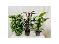verrucosum philodendron 6” Philodendron verrucosum – Canopy Plant Co main image 1