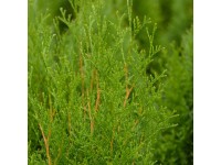 Lebensbaum Smaragd Thuja Topf  30 cm / Hhe 120 - 140 cm