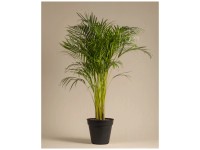 blumentopf für monstera groß Monstera deliciosa – ruuds main image 0