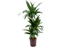 Hydropflanze Bogenhanf Laurenti Sansevieria Topf  15 cm / Hhe 50 - 60 cm