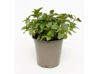 afrikanischer blauregen anzucht Bonsai Starter Kit Afrikanischer Blauregen