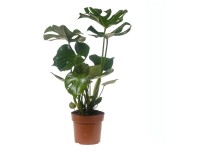 Fensterblatt Monstera deliciosa Topf  21 cm / Hhe ca. 80 - 90 cm