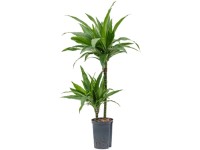 wildling eibe 40 Eibe