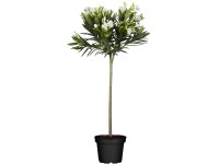 GROW by OBI Olivenbaum Olea europea Stamm Topf  40 cm